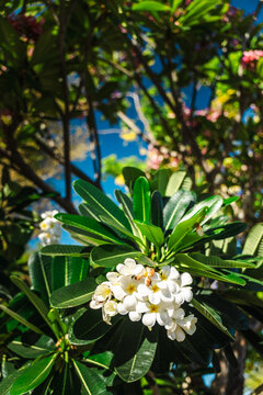 White Frangipani Blossom Cluster Among Tropical Leaves