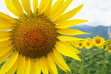 Naklejka premium Close Up of Large Yellow Sunflower in Full Bloom