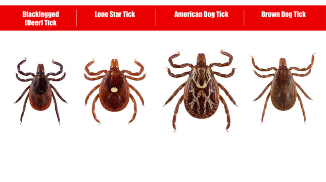 tick identification