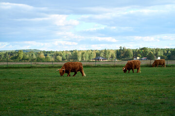 Farm bovine standing in green open meadow © AlexGo