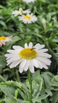A hoverfly sits on a daisy and collects nectar. Wildlife in the garden in summer&mdash;small insects living all over the planet.