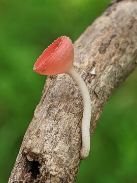 close up of a mushroom. Bright red cup fungus on decaying wood, illustrating forest decomposition and ecological role in damp natural environments.