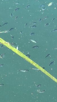 A school of fish searches for food in the beautiful blue waters of the ocean&mdash;in a bay of the Pacific Ocean.