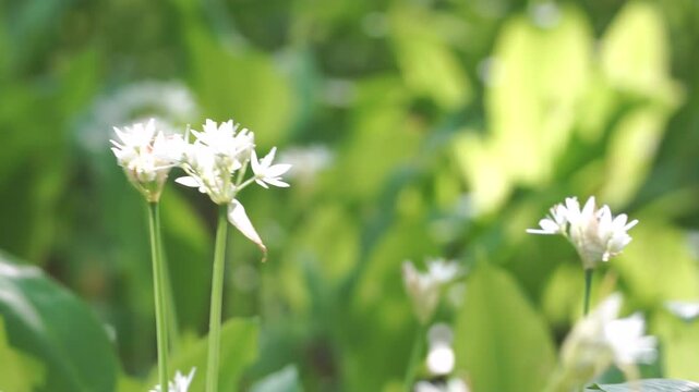 Wild Garlic Flowers Blooming Garden Spring