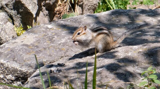 Video of a chipmunk sitting on the stone in a forest and eating sunflower seeds.