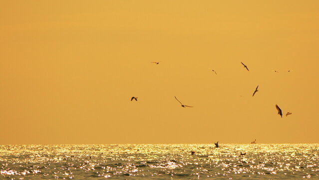 Seagulls sunset sparkle over shimmering ocean water during golden hour with clear copy space.