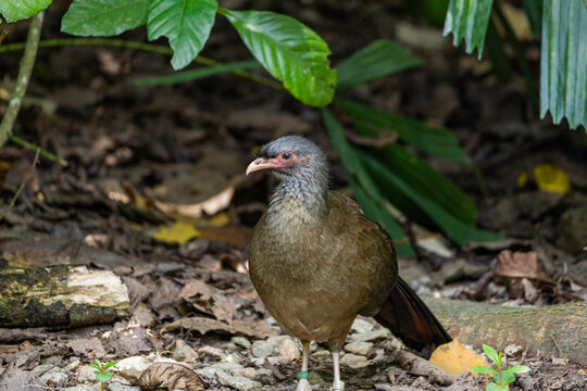 Chaco chachalaca at Singapore Zoo