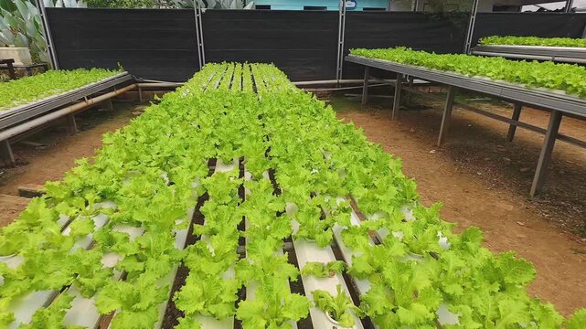 Fresh green lettuce growing on hydroponic pipes in modern greenhouse