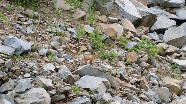 Wildlife video of young red fox cub on rocks. Vulpes vulpes in natural wild environment.