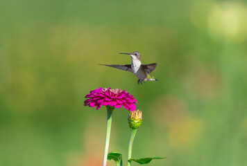 Fototapeta premium close up on flying ruby throated hummingbird above flower
