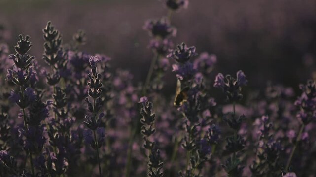 Lavender bee nature, honey bee landing on purple lavender flower in sunset meadow, beautiful summer botanical scenery in serene atmospheric golden hour light