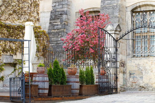 Charming European courtyard restaurant patio with blooming cherry trees in spring
