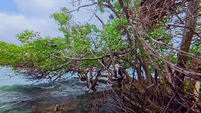 Frigatebirds colony nesting in mangrove trees
