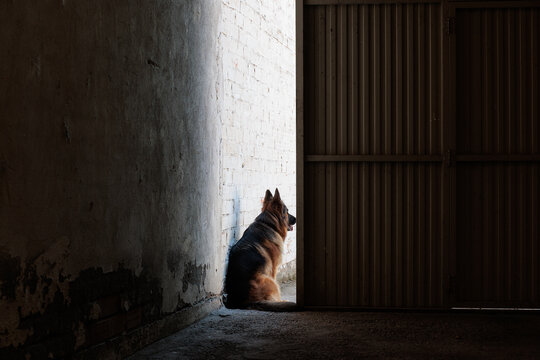 German Shepherd dog guarding the outside of the house.