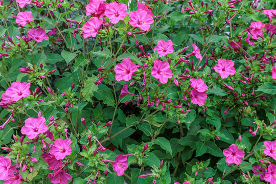 Mirabilis jalapa. Flowering plants of the Four O'Clock Flower, Peruvian Wonder or Night Beauty.