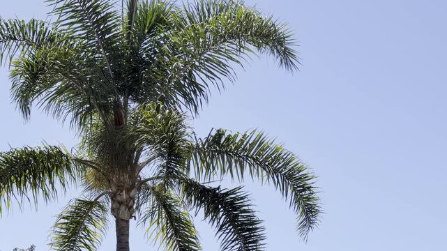 Syagrus romanzoffiana, the queen palm, cocos palm or Jeriv&aacute;, Venice is a neighborhood of the City of Los Angeles, California