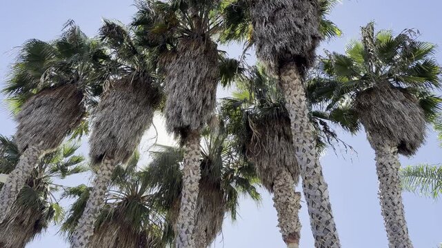 Washingtonia is a monotypic genus of monoecious palms, desert fan palm. Venice is a neighborhood of the City of Los Angeles within the Westside region of Los Angeles County, California, United States.