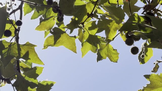 Platanus racemosa is a species of plane tree. California sycamore, western sycamore, California plane tree. Venice is a neighborhood of the City of Los Angeles 