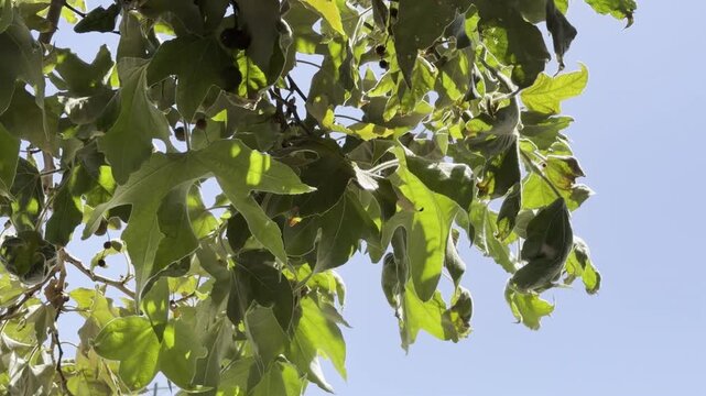 Platanus racemosa is a species of plane tree. California sycamore, western sycamore, California plane tree. Venice is a neighborhood of the City of Los Angeles 