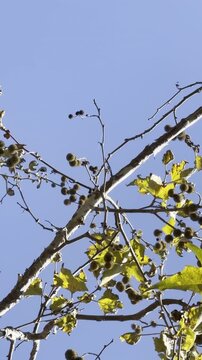 Platanus racemosa is a species of plane tree. California sycamore, western sycamore, California plane tree. Venice is a neighborhood of the City of Los Angeles 