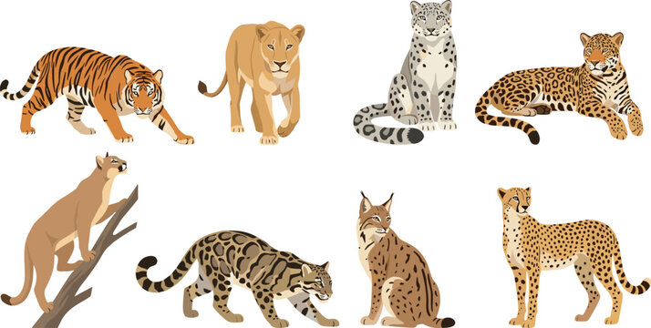Wild Big Cats Cartoon Illustration Collection Featuring Tiger Lion Leopard Cheetah Lynx and Snow Leopard