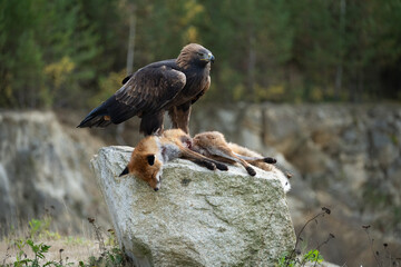 Fototapeta premium A majestic golden eagle standing proudly on a rocky outcrop after catching and hunting a red fox