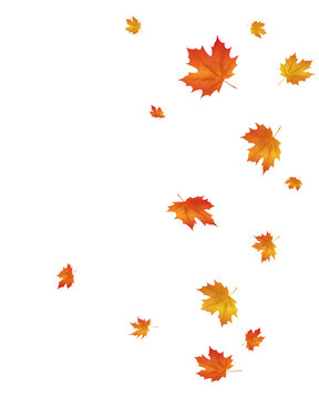 Falling autumn maple leaves in warm orange, red and yellow hues form a decorative seasonal illustration on a transparent PNG background.