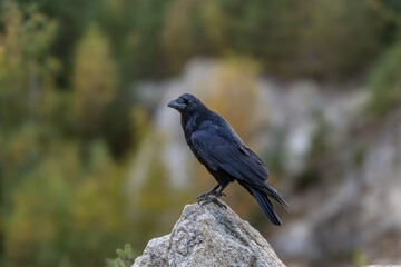 Naklejka premium The great corvid (Corvus corax) is a large black bird of the corvid family.
