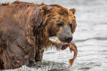 Ruling the landscape, brown bears of Kamchatka (Ursus arctos beringianus) © vaclav