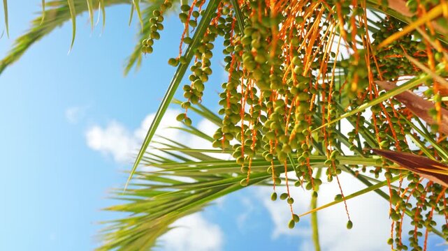Fresh green dates growing on tropical palm tree against blue sky.