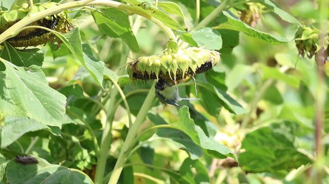 Small Eurasian blue tit feeding from a mature sunflower, gripping the drooping flower head while searching for seeds, slow motion