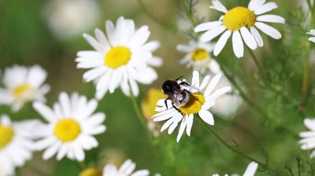 Bumblebee struggling to hold onto a white chamomile in strong wind, dramatic natural pollination scene in a summer meadow, slow motion
