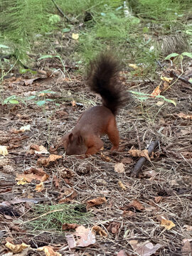 A wild red squirrel hides food by burying it in the ground in a pine forest - winter stores