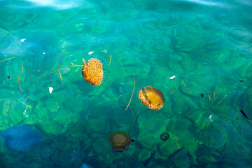 Jellyfish Floating in Clear Turquoise Sea. Several jellyfish float near small fish in clear turquoise seawater. © Iryna