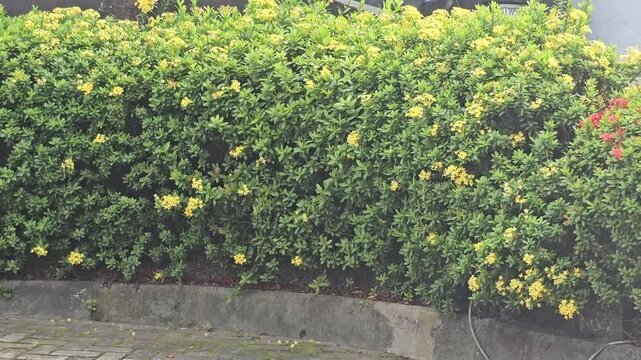 yellow flowers in the garden,Sacred tree in Hinduism.Saraca asoca flowers,Soka flower or Flame of the wood.Lush green bush blooms with yellow and orange flowers. Plants grow beside a dark wall, creati
