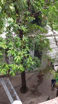 Young Worker Setting Up Ladder to Prune Soursop Tree Branches