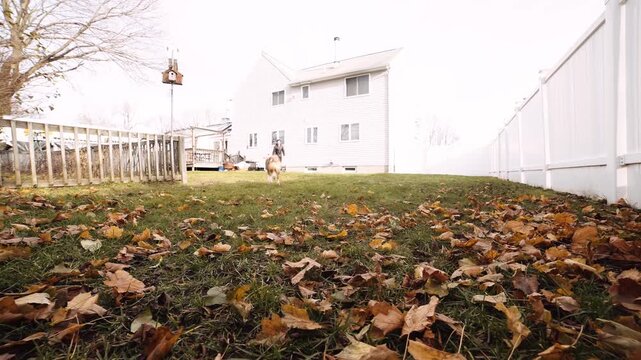 Dog runs across grassy backyard catching a toy on autumn day with fallen leaves.