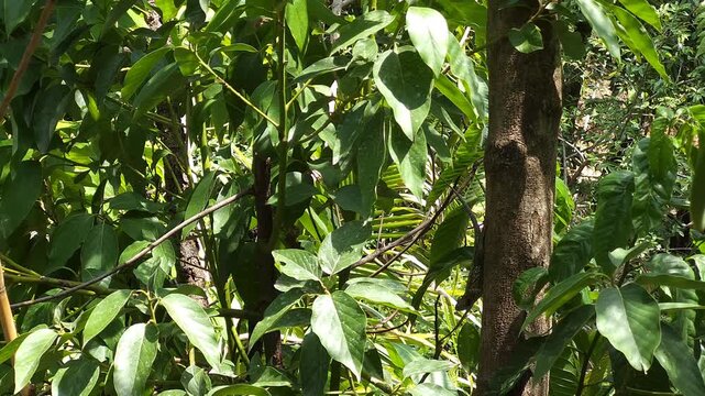 Lizard Feeding on Tree Branch Near Avocado Leaves Detail View