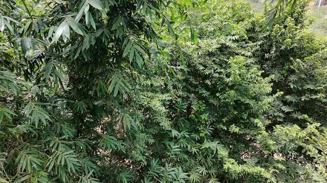 Bird Flying Away from Bamboo Thicket Startled by Drone Airflow