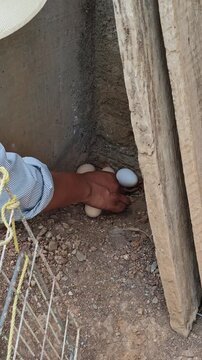 Checking Fresh Organic Eggs inside Hen Nest Box in Coop