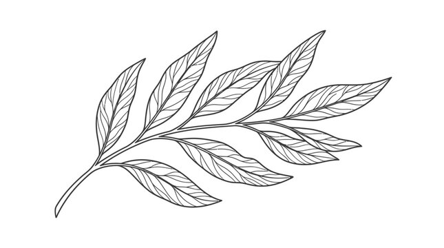 Minimalist Hand Drawn Botanical Leaf Branch Line Art Vector Illustration