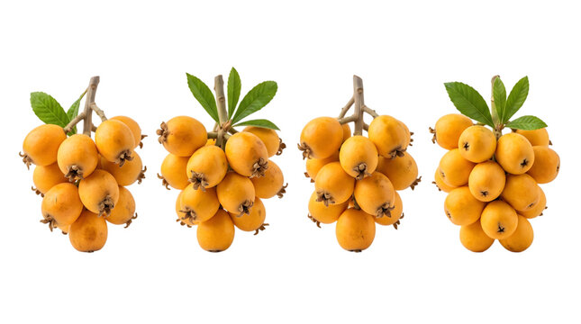 Four clusters of fresh ripe yellow loquat fruits with green leaves isolated on transparent background