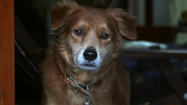 Portrait of a dog in a house looking directly at the camera