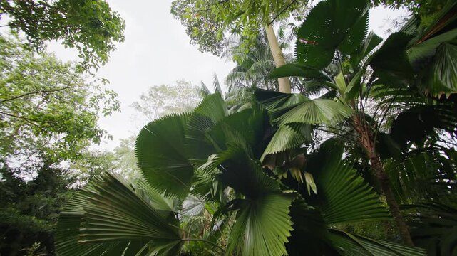 Singapore Botanic Gardens featuring lush tropical rainforest exotic vegetation and beautiful natural landscapes creating an urban oasis in Asia