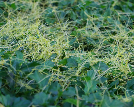Botanical photograph showing the thread-like structure of yellow dodder plant vines entangled over a lush green garden bush.