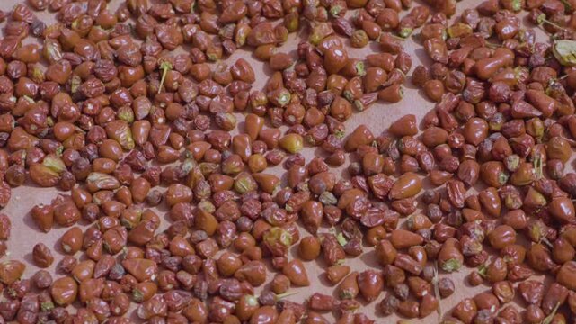 A breathtaking cinematic aerial drone view capturing vast, organized outdoor drying yards blanketed in striking geometric patterns created by thousands of round red chili peppers spread out under brig