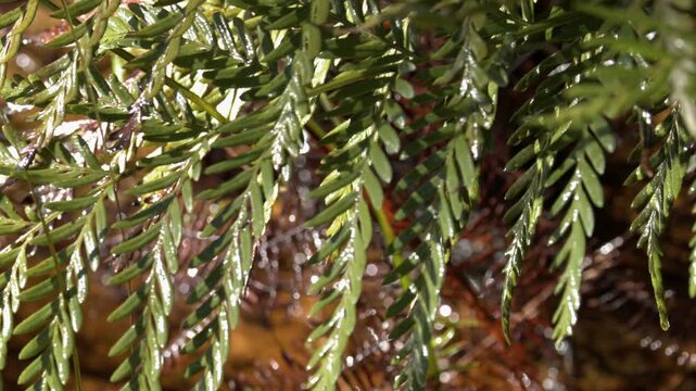 Green Fern Fronds Overhanging a Flowing River in Sunlight