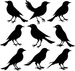 Fototapeta premium Collection of black bird silhouettes in various poses including standing and flapping wings isolated on white background