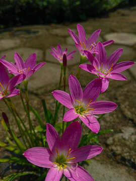 Cluster of pink rain lily flowers blooming under bright sunlight.