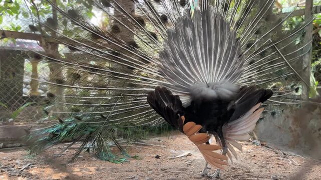 A beautiful Indian peacock spreads its tail inside the enclosure.